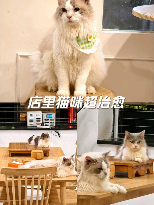 猫咪的温柔与挑战，一次亲密接触的反思