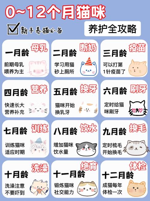 科学喂养猫咪，量入为出，健康快乐