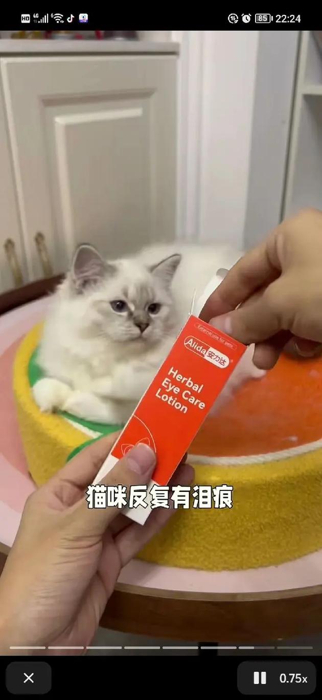 猫咪也能享受眼浴——探索猫咪洗眼液的妙用