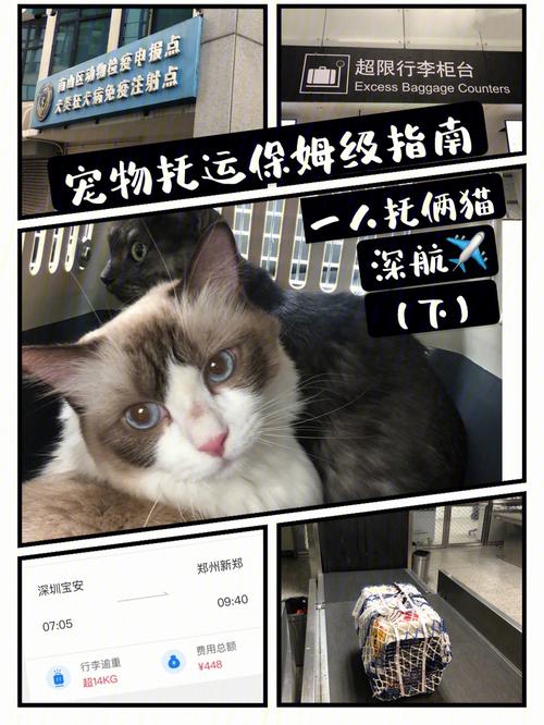 猫咪独自旅行，安全、贴心的托运指南