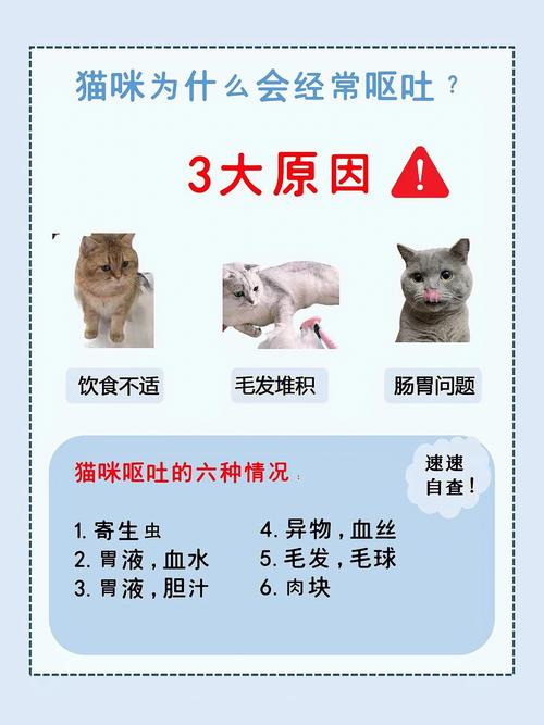 猫咪长期呕吐，了解原因与应对策略