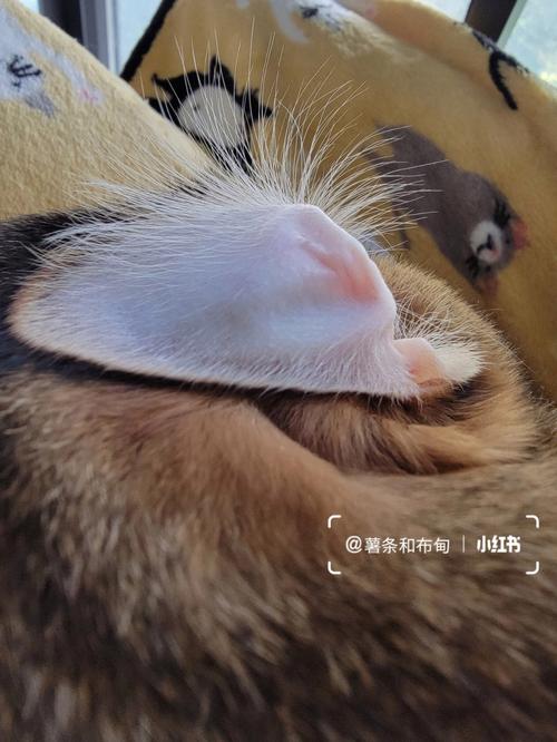 猫咪为什么总是喜欢拔自己的耳朵？