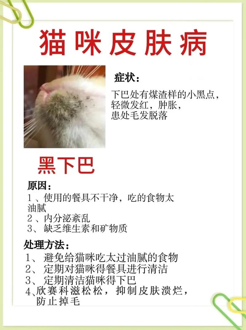 猫咪皮炎的药物治疗指南