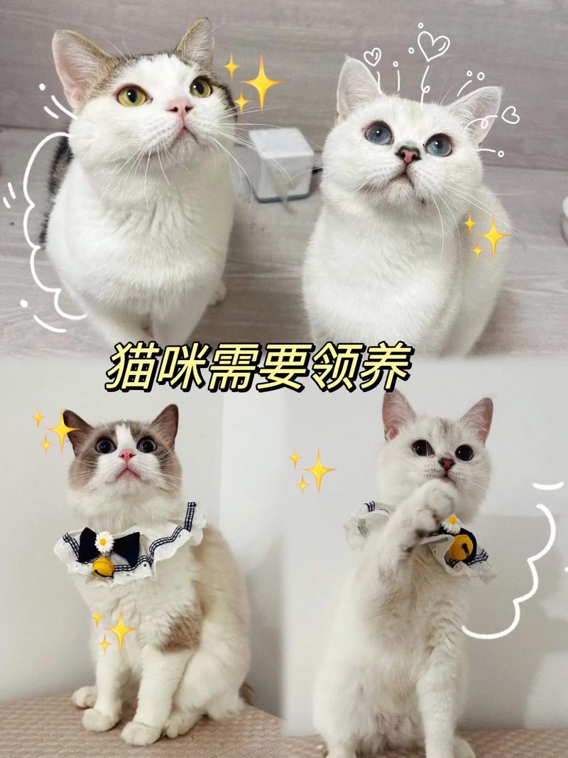 免费领养猫咪信息