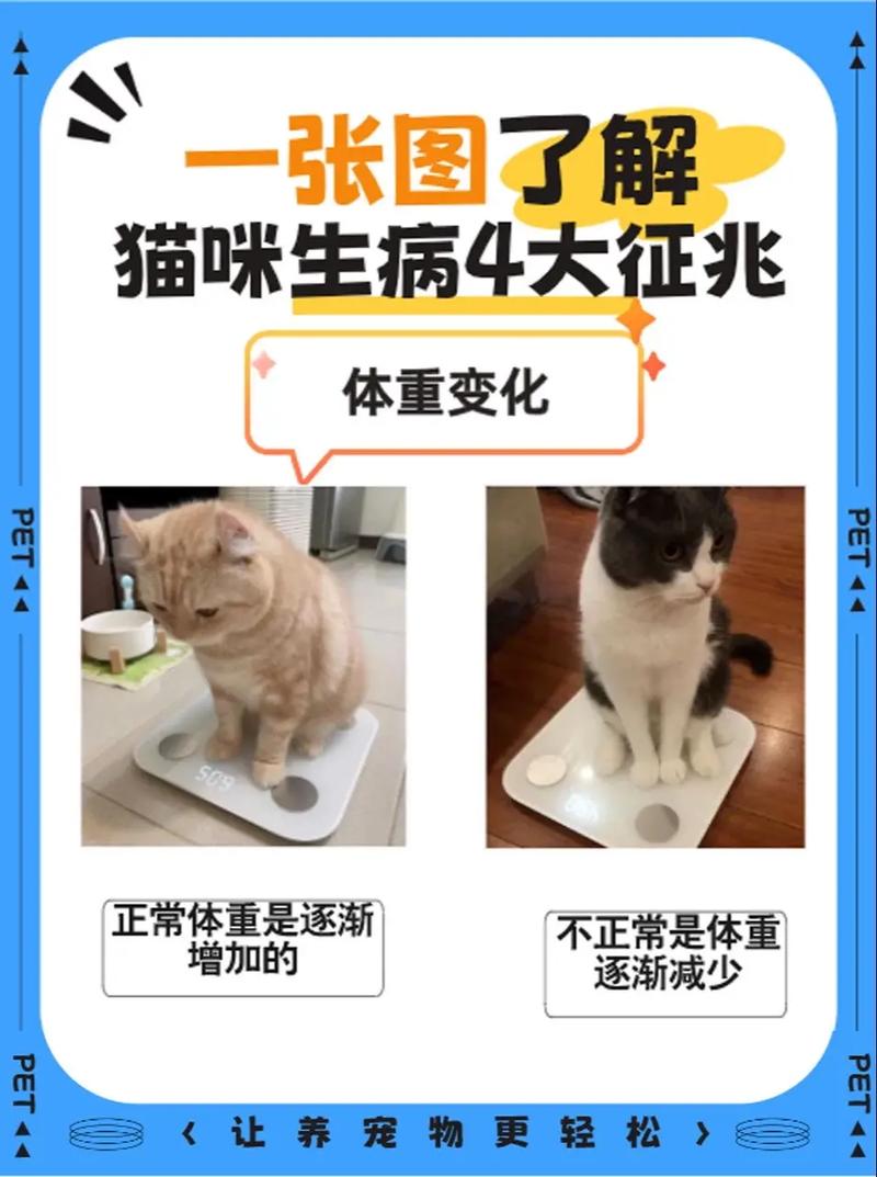 如何识别你的猫咪是否生病？