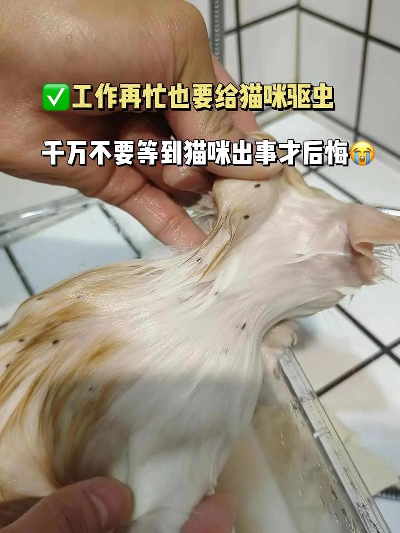 猫咪驱虫后即可安全洗澡，让你的毛孩子焕然一新