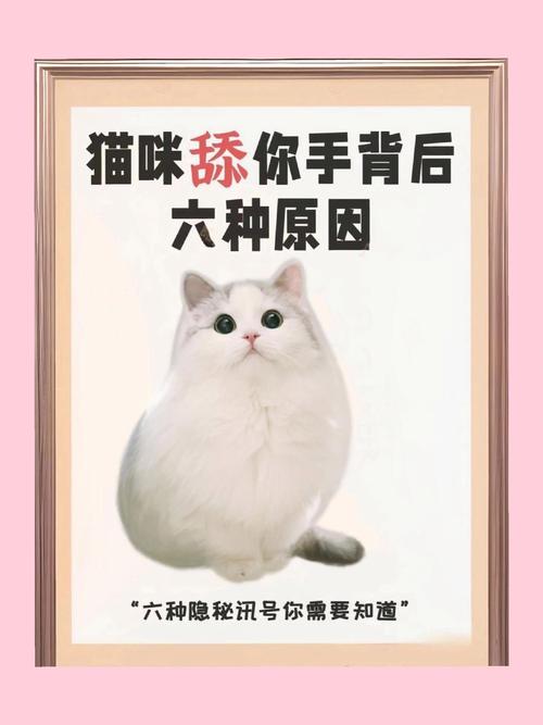 揭秘猫咪身上的异味原因与解决之道