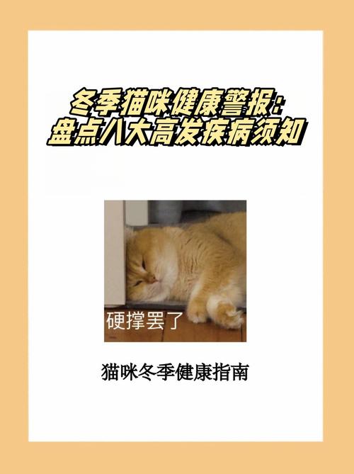 猫咪的隐形负担，如何识别并应对腹部肿大的健康警报