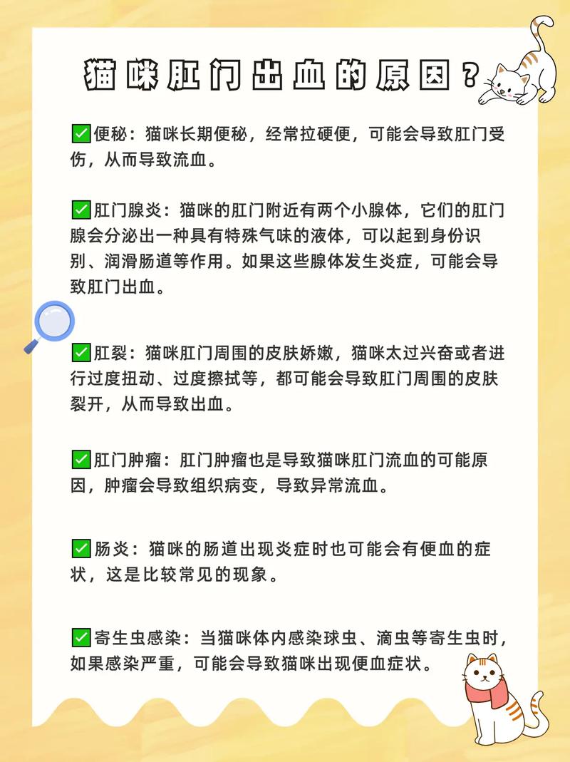 猫咪怀孕期间为何会出血？潜在原因解析