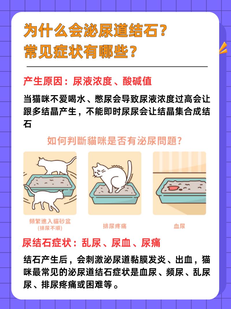 猫咪膀胱结石，如何安全有效地进行治疗？