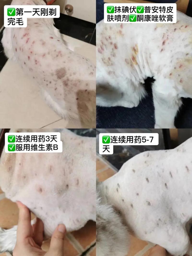 揭秘猫咪猫藓的妙招——全面解析治疗与护理