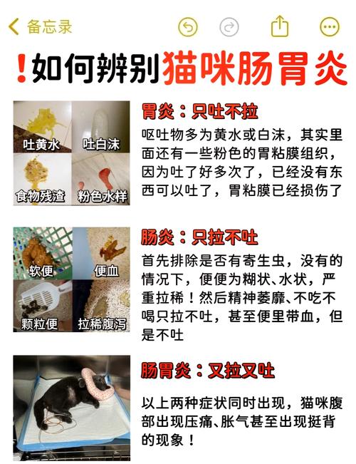 猫咪肠胃炎，了解症状及日常护理指南