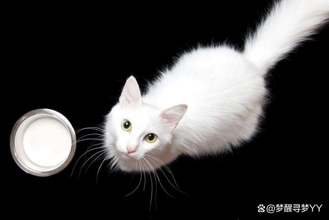 小猫咪喝什么牛奶？揭秘猫科动物的饮食禁忌