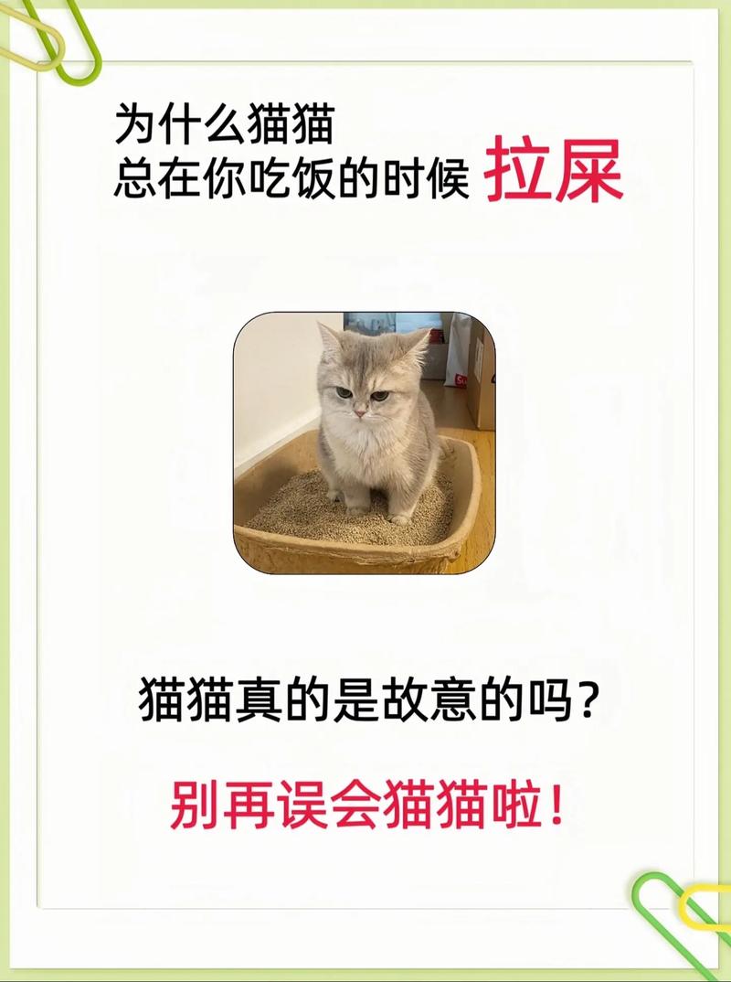 猫咪不吃东西也不拉屎？如何应对紧急情况