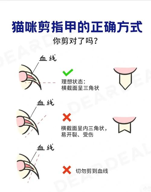 猫咪指甲剪的位置和方法全解析