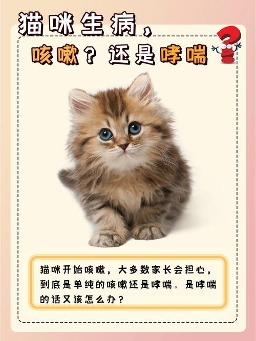 猫咪哮喘样症状，了解与应对