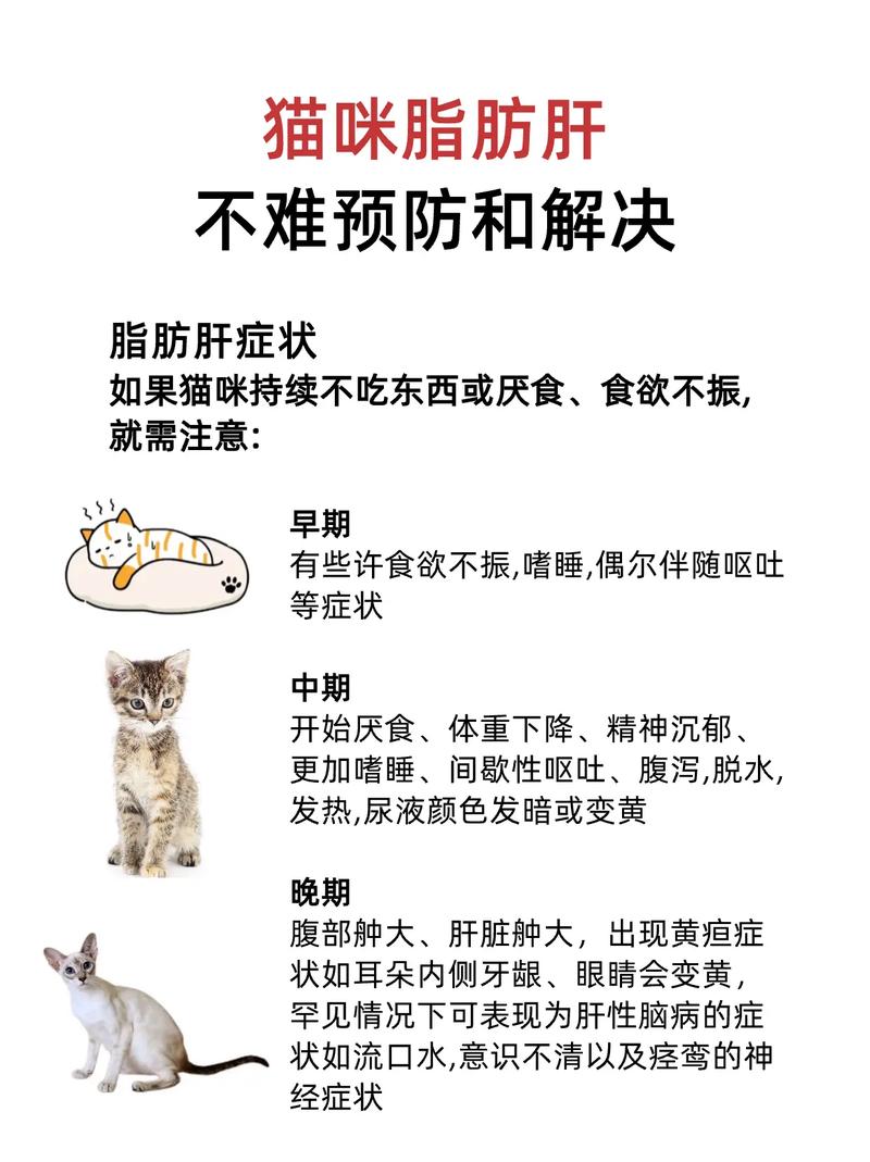 猫咪如何预防和治疗脂肪肝