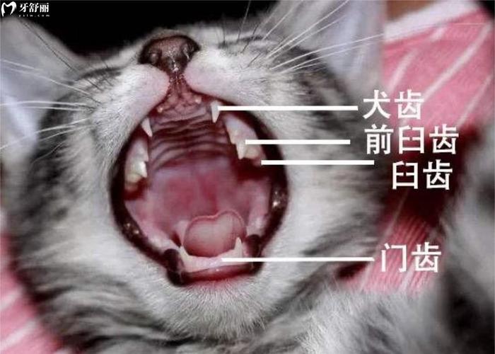 解决猫咪牙齿问题的全攻略