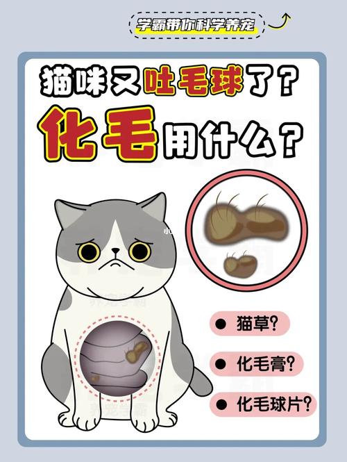 猫咪为何会吐毛球，日常养护小知识