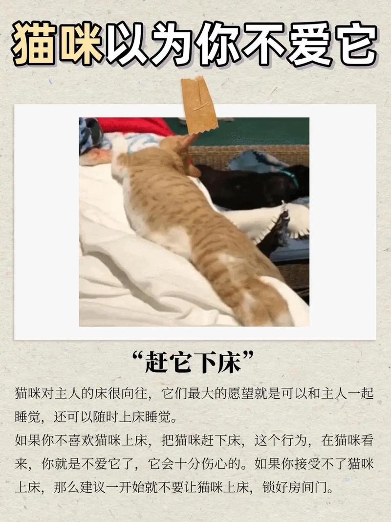 铲屎官们注意！猫咪排便困难可能是这些原因