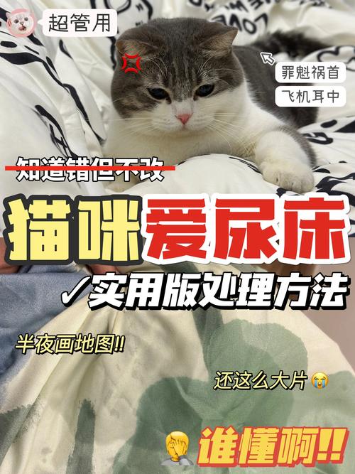 猫咪睡觉时为何会尿床？这6种情况你需要知道