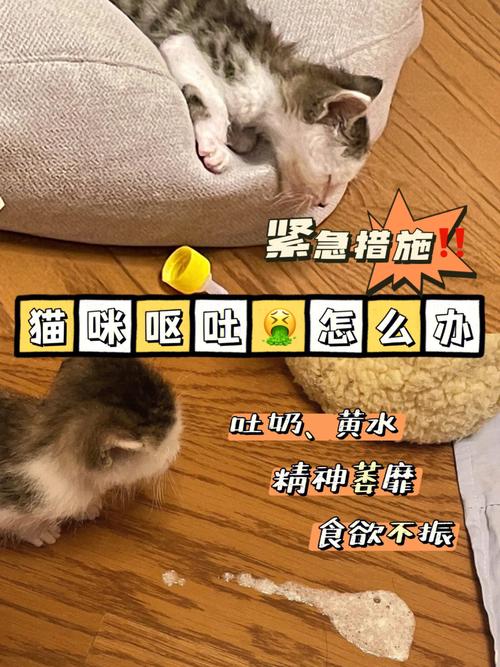 猫咪呕吐严重怎么办？紧急应对指南