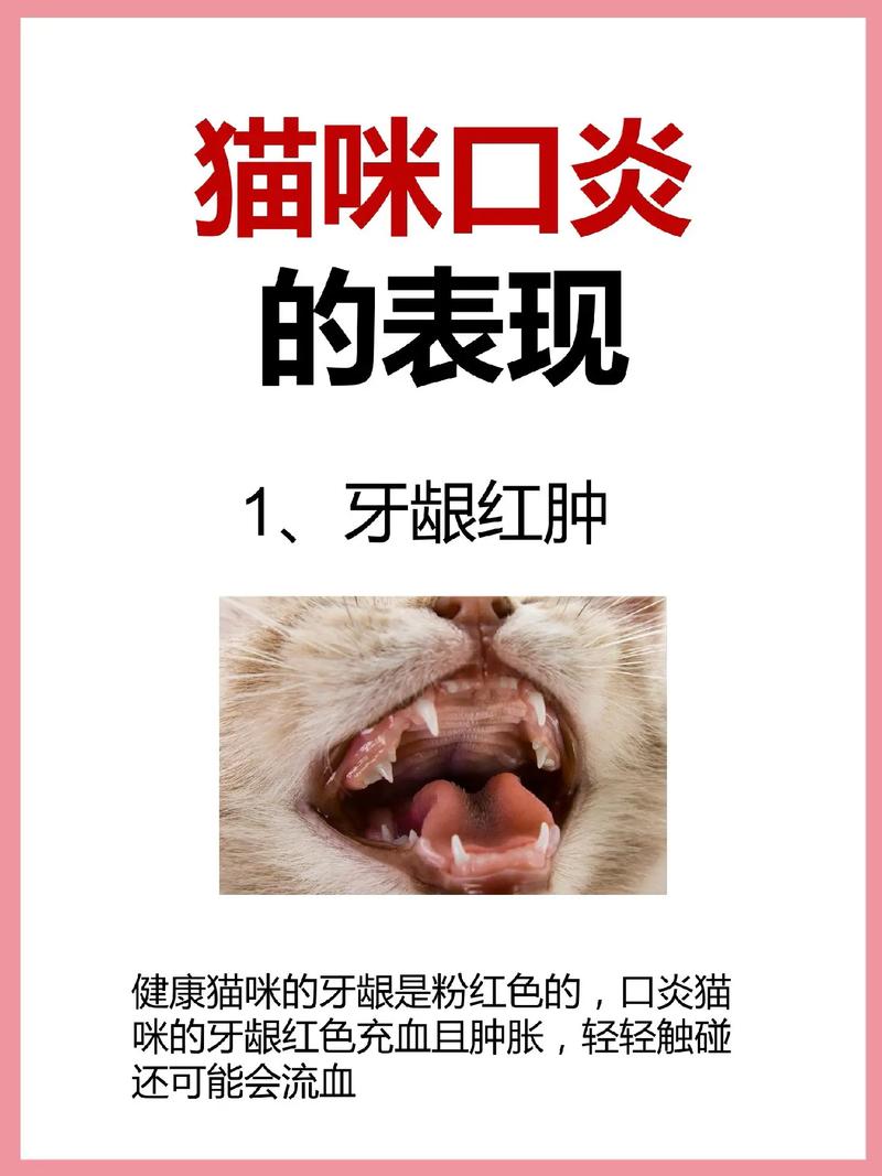 猫咪嘴巴下方红红的——了解常见的口腔问题