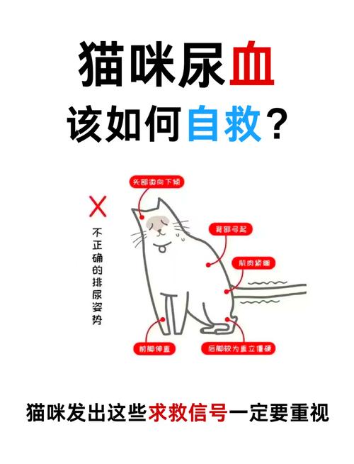 猫咪有炎症？专家建议与自我护理指南