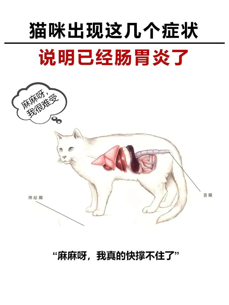 猫咪肠胃炎引发的腹泻，如何正确护理