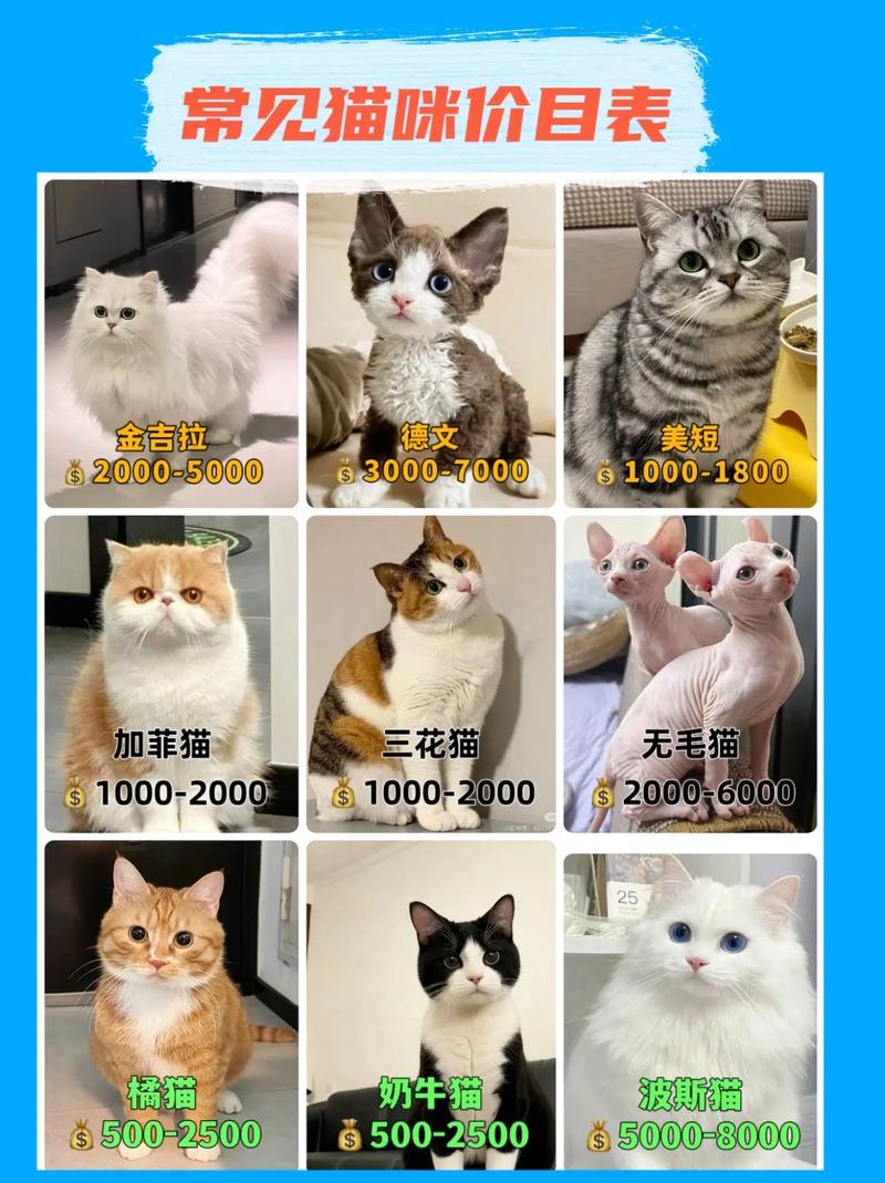 探秘小猫的经济价值——了解普通小猫咪的价格