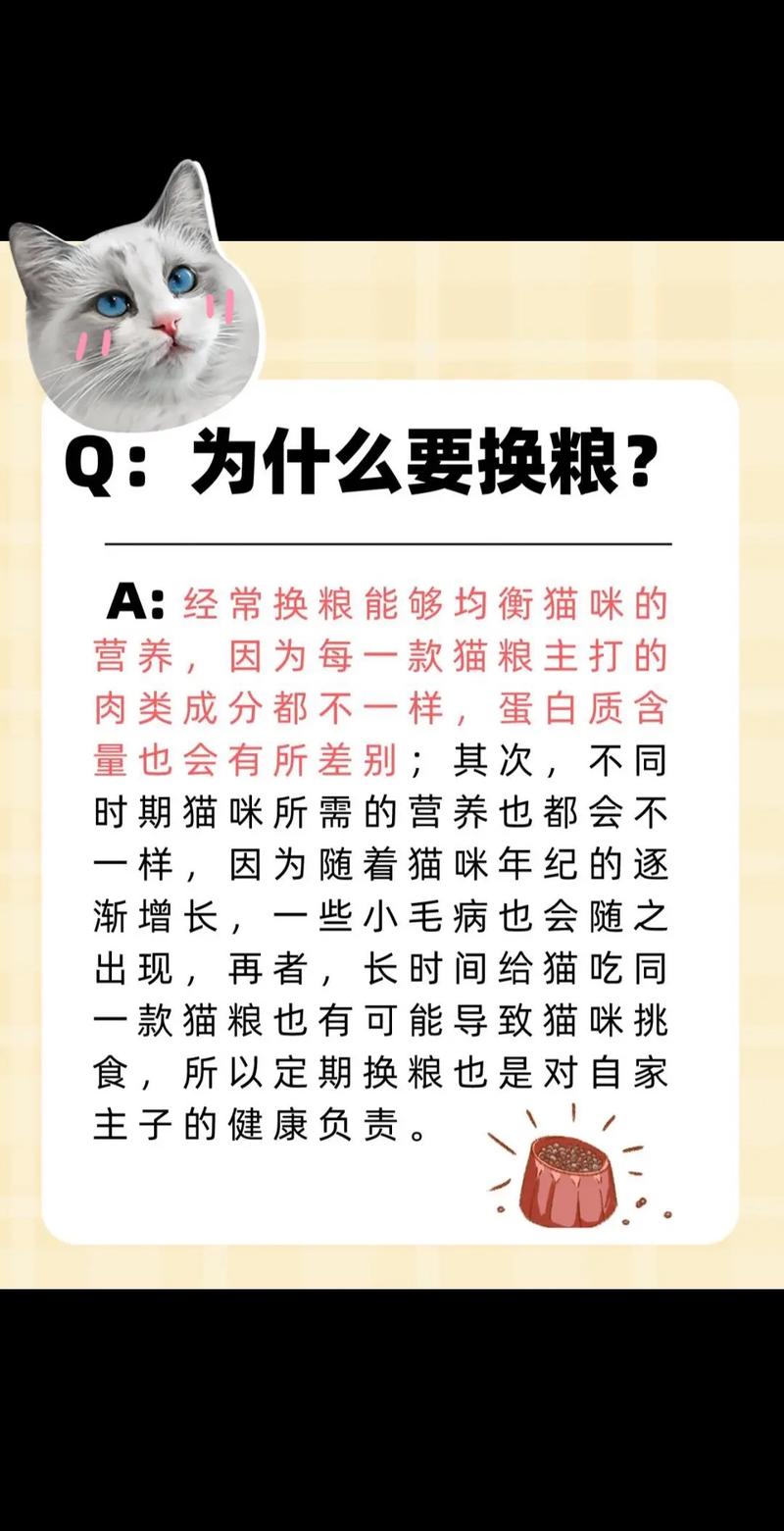 猫咪何时需要换猫粮？权威指南来解答