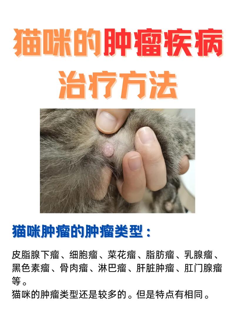 治愈顽疾——猫咪肠胃炎的科学治疗方法