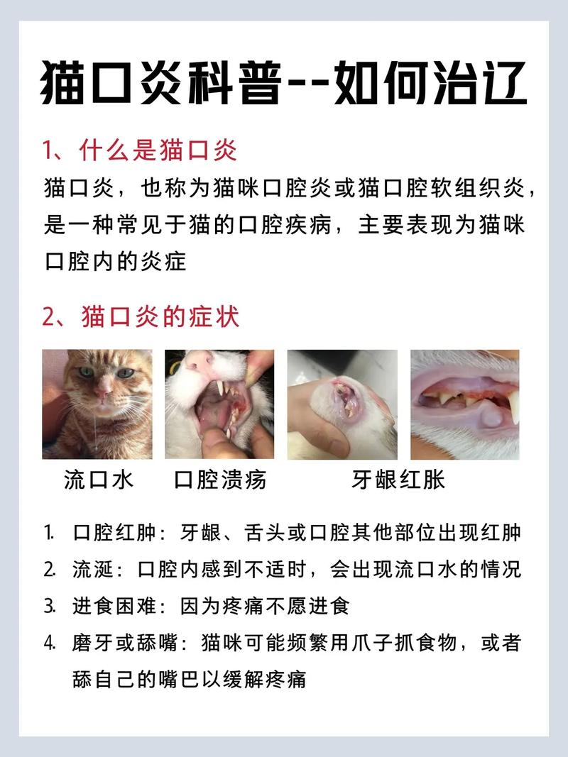 猫咪口腔炎，全面解析及有效治疗方法