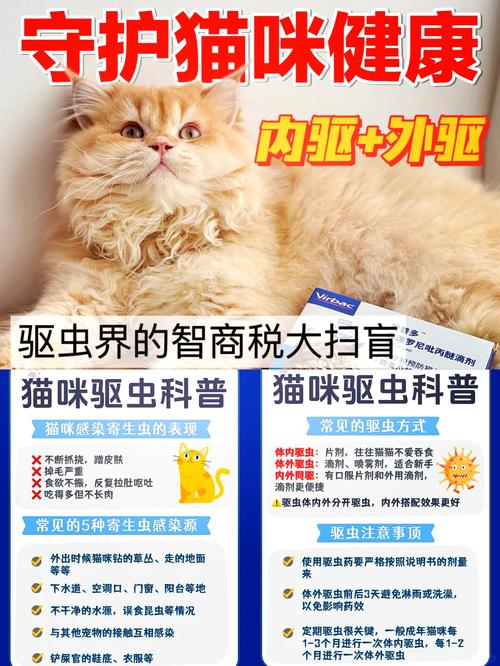 哺乳期猫咪的驱虫妙招，安全与健康的完美平衡