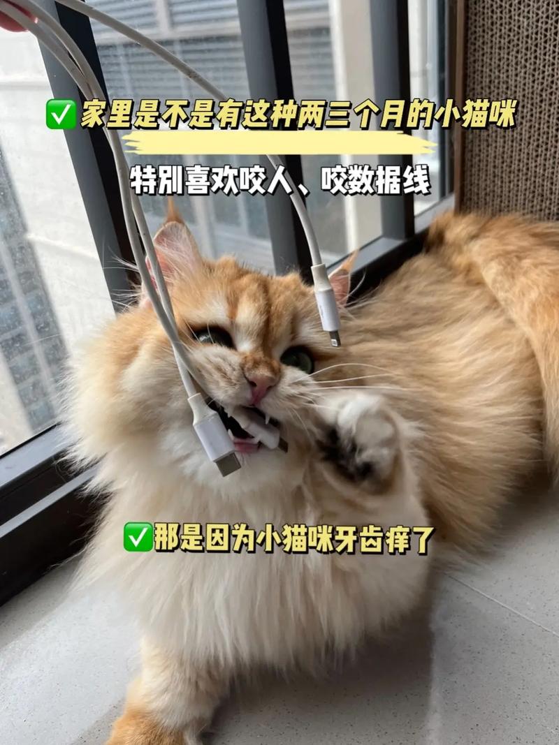 猫咪可以使用湿纸巾吗？——探究猫咪的安全与健康