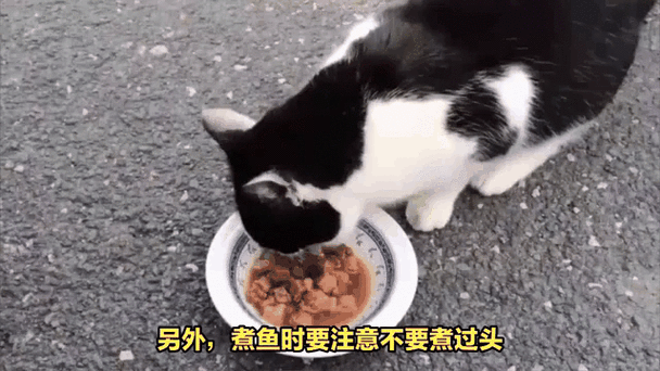 挑选适合猫咪的美味鱼类，一探猫咪的理想佳肴