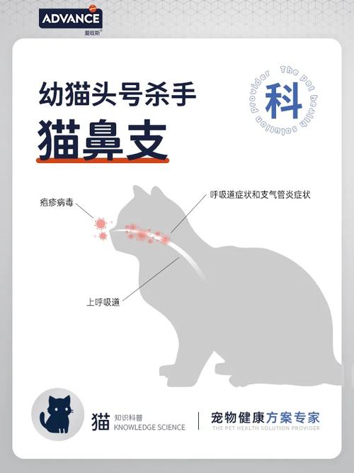 猫咪气管炎，全面了解与应对策略