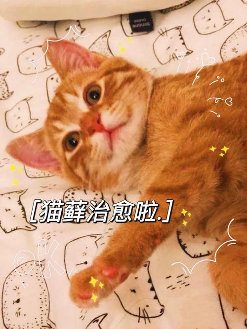 猫咪患猫藓？轻松治愈指南