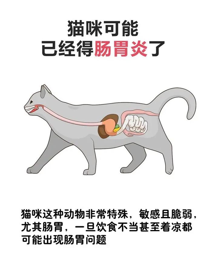 猫咪呕吐和拉稀，如何应对常见的消化道问题