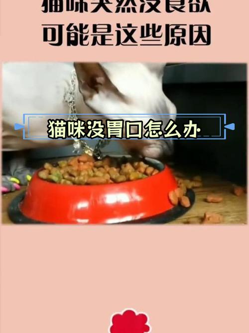 猫咪食欲不振？这些方法能帮你快速改善