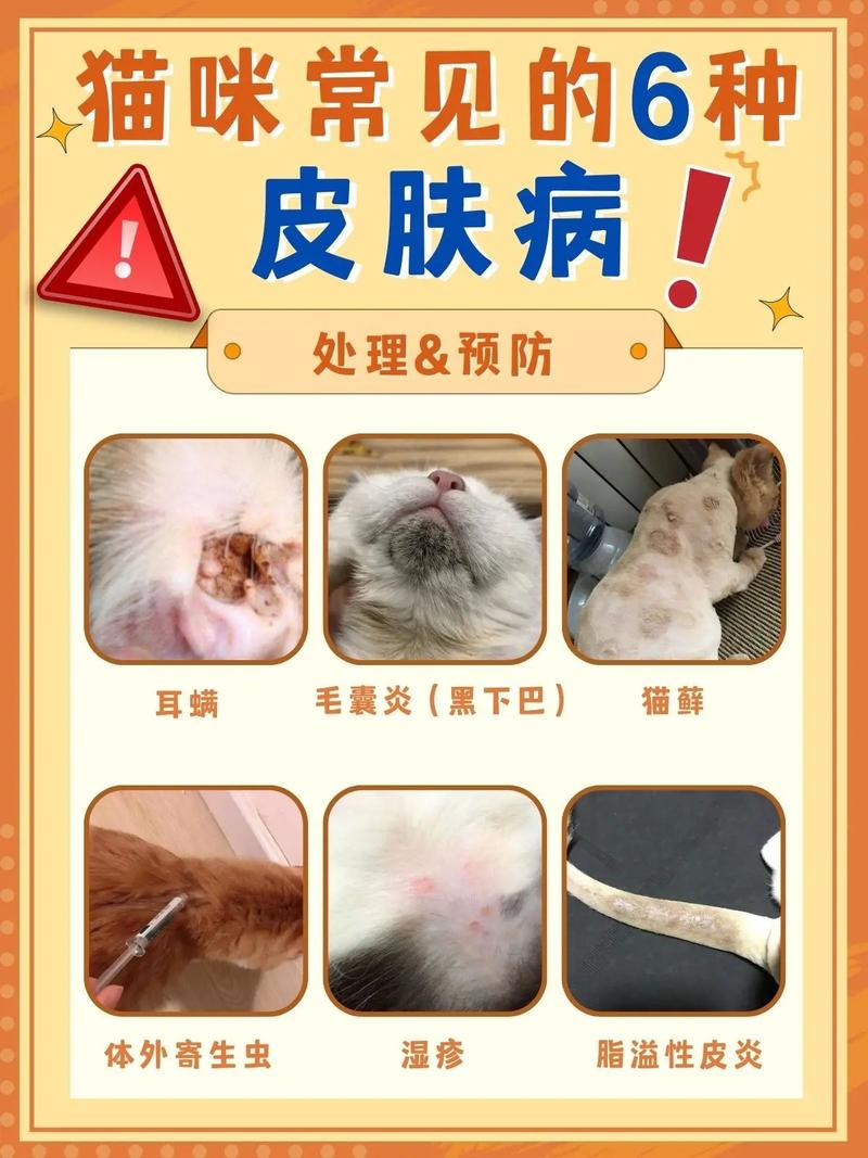 猫咪皮肤病，识别症状与及时治疗的重要性