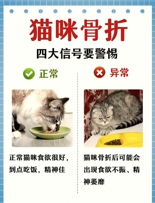 猫咪腿受伤了？如何正确处理