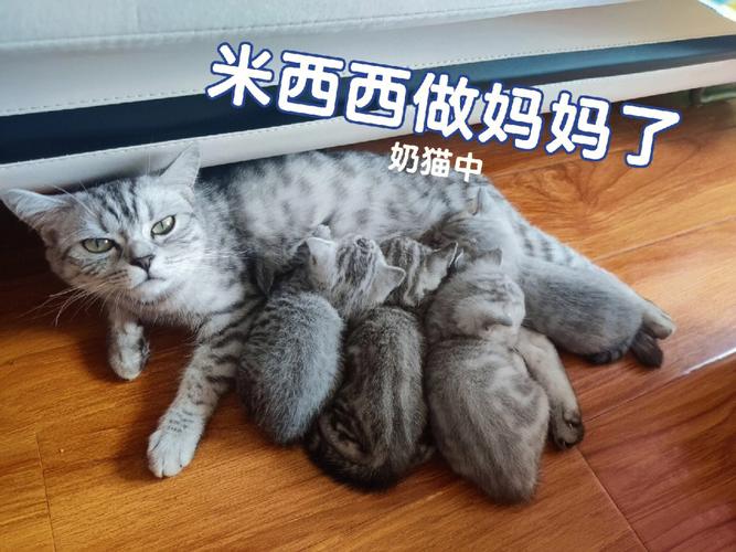 猫咪下崽，新手爸妈该注意什么？