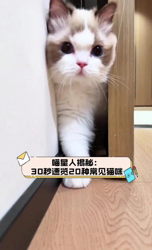 喵星人产房，揭秘猫咪临盆的神秘时刻