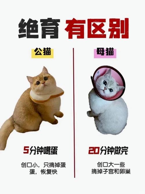 汕头猫咪绝育，让爱宠生活更健康