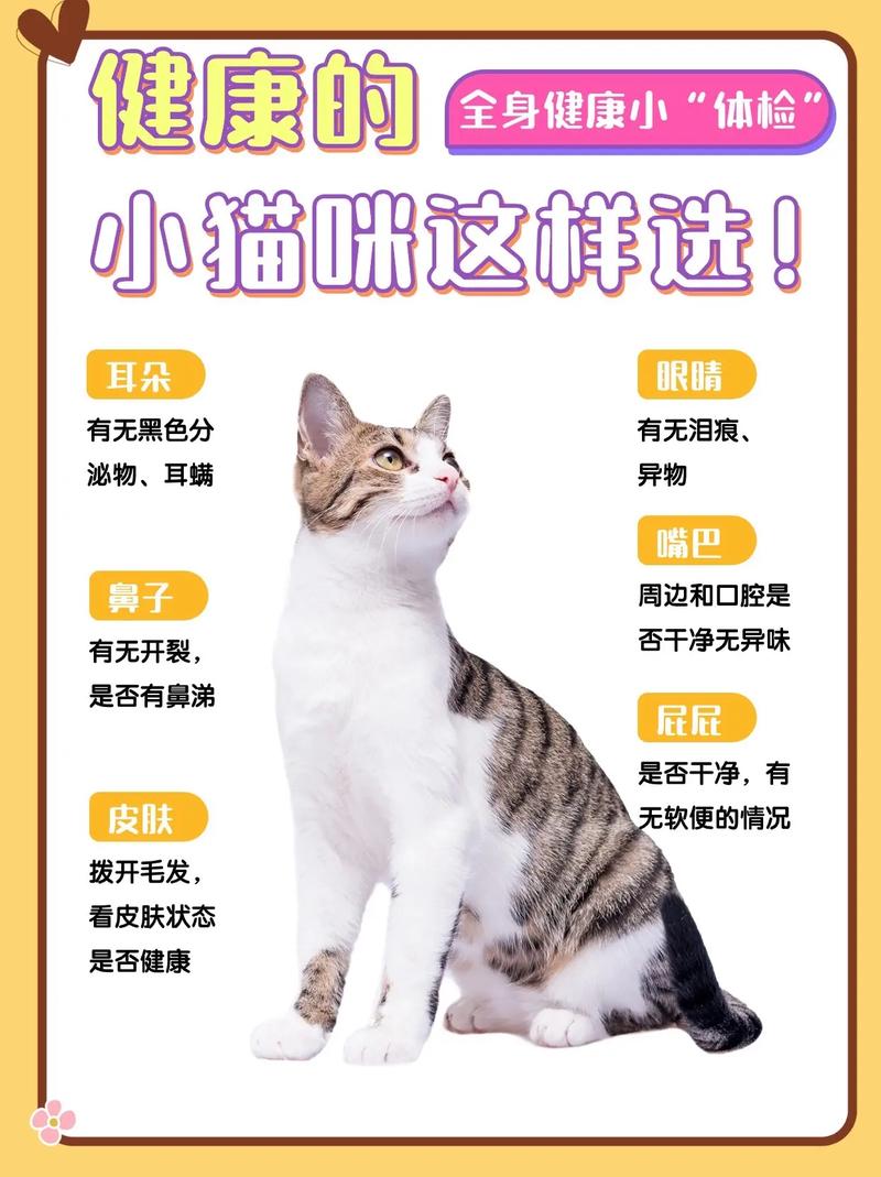 如何选猫咪，打造理想家庭宠物