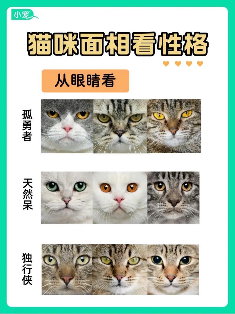 揭秘猫咪脸型的秘密，遗传学的奥秘