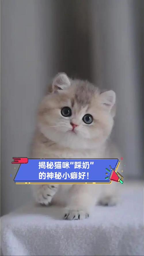 揭秘猫咪与牛奶之间的神秘关系