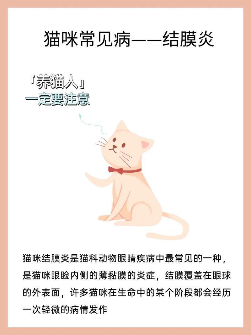 猫咪眼睛干涩，如何识别与护理