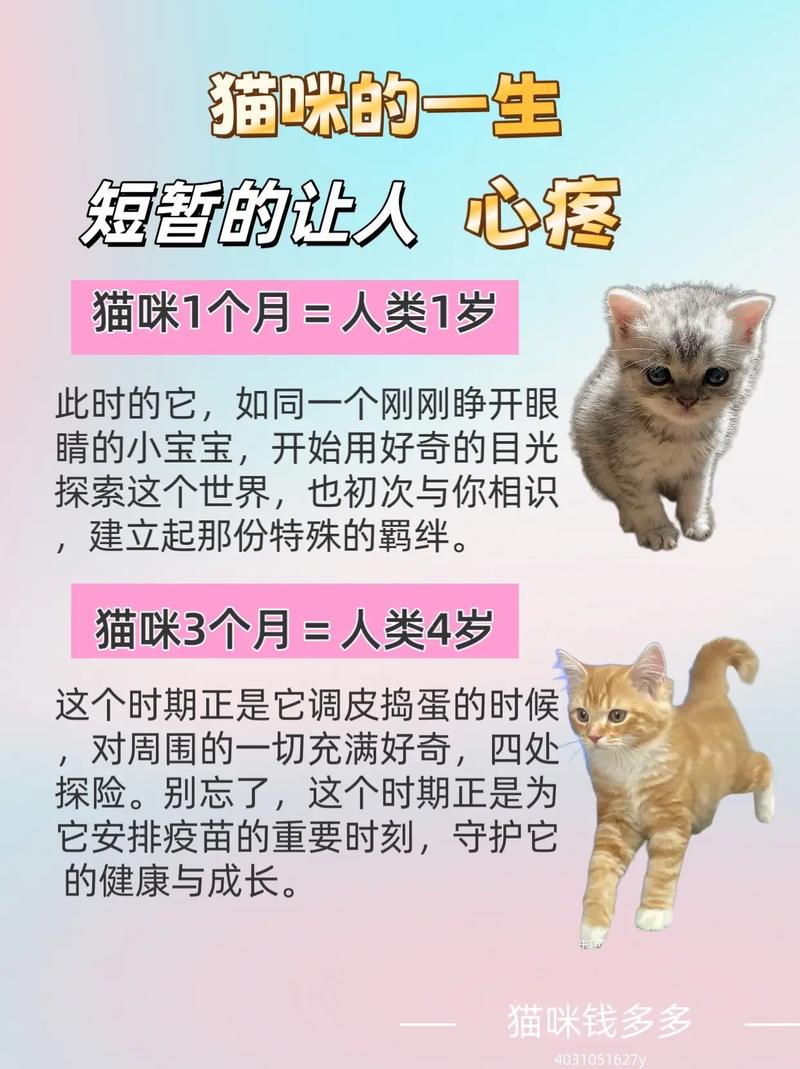 揭秘猫咪的妊娠奇迹，从孕育到新生